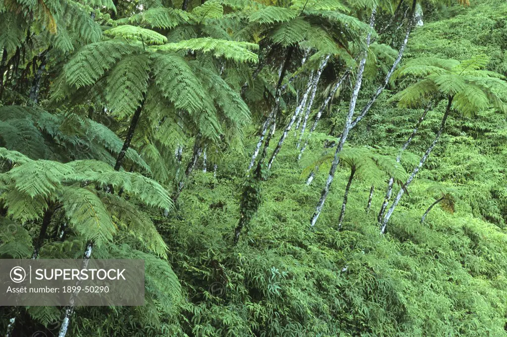 Tree-ferns in a subtropical rainforest clearing of El Yunque.   Caribbean National Forest, Sierra de Luquillo, Puerto Rico, USA.