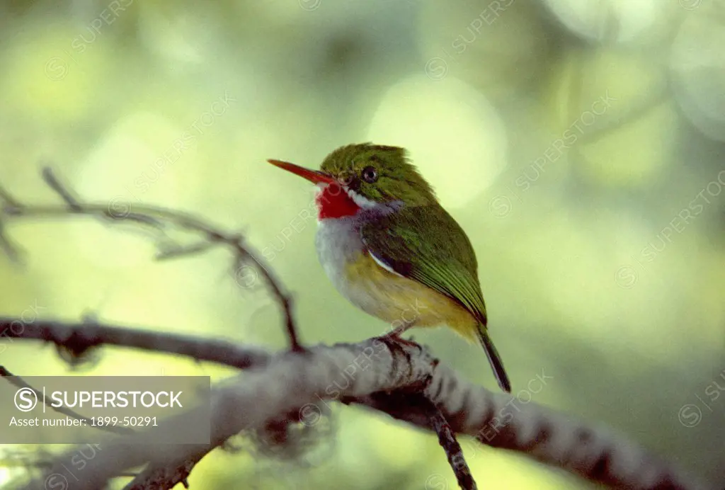 Puerto Rican tody at rest in southwestern Puerto Rico's subtropical dry forest. Todus mexicanus. Guanica Dry Forest Reserve, Guanica State Forest, Puerto Rico.