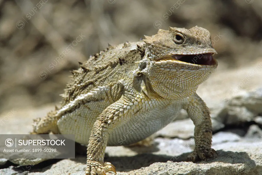 Threat posture of a short-horned lizard, body raised and inflated, mouth open. Phrynosoma douglassi. Short-grass prairie in the Black Hills near Hot Springs, South Dakota, USA.