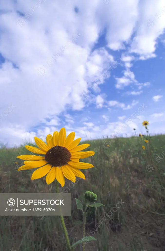 Wild common sunflower. Helianthus annuus.    Short-grass prairie in the Black Hills near Hot Springs, South Dakota, USA.