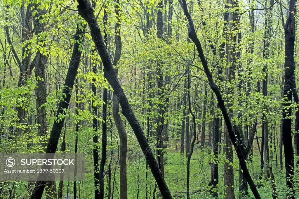Appalachian spring foliage of a deciduous hardwood forest.   Great Smoky Mountains National Park, Tennessee, USA.