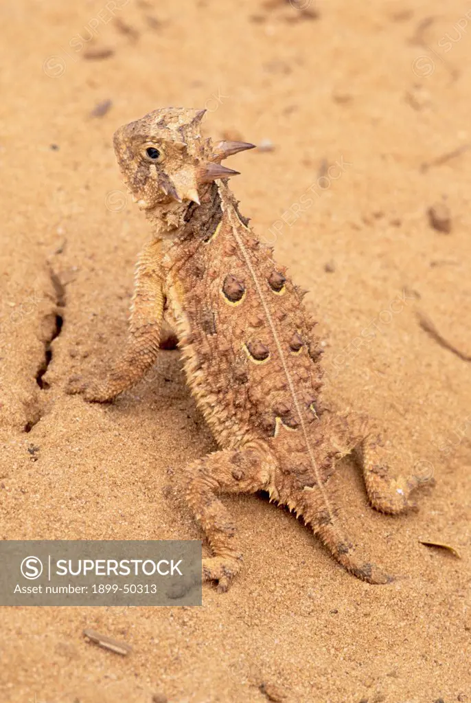 Upright posture of an alert Texas horned lizard. Phrynosoma cornutum. This species is the official State Reptile of Texas, where it is Threatened from habitat loss. Image from the Valley Land Fund Photo Contest. Rio Grande Valley, Hidalgo County, Texas, USA.