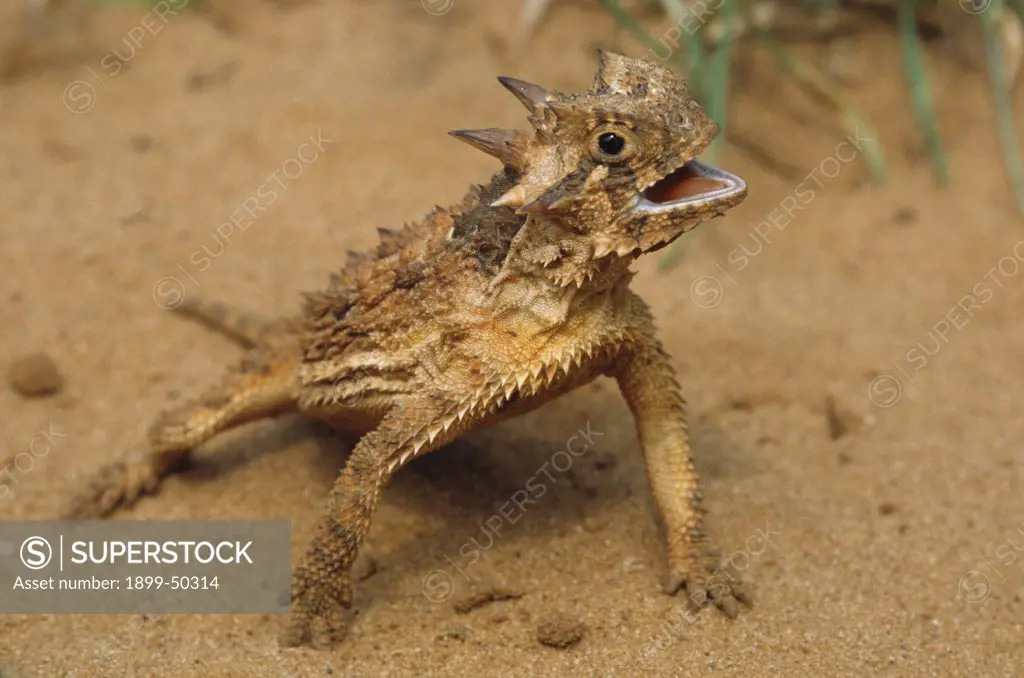 Behaviorial thermoregulation by a Texas horned lizard, panting with body elevated above hot sand. Phrynosoma cornutum. This species is the official State Reptile of Texas, where it is Threatened from habitat loss. Image from the Valley Land Fund Photo Contest. Rio Grande Valley, Hidalgo County, Texas, USA.