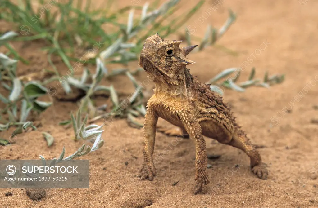 Behaviorial thermoregulation by a Texas horned lizard, with body elevated above hot sand. Phrynosoma cornutum. Rio Grande Valley, Hidalgo County, Texas, USA.