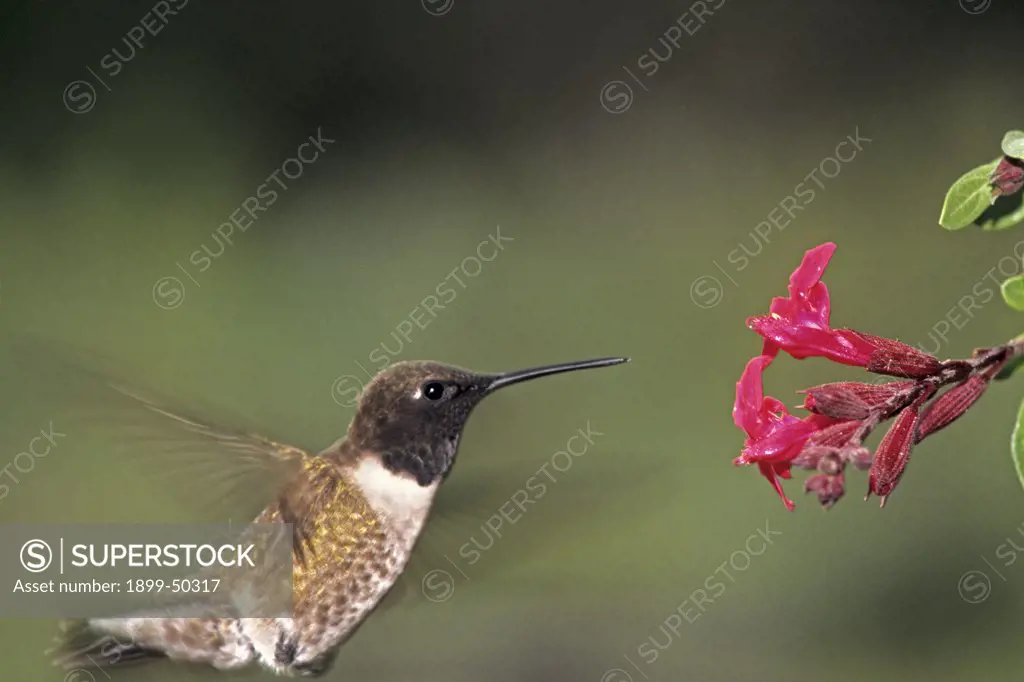 Black-chinned hummingbird hovering at a cluster of salvia flowers. Archilochus alexandri. Bandera, Texas, USA.