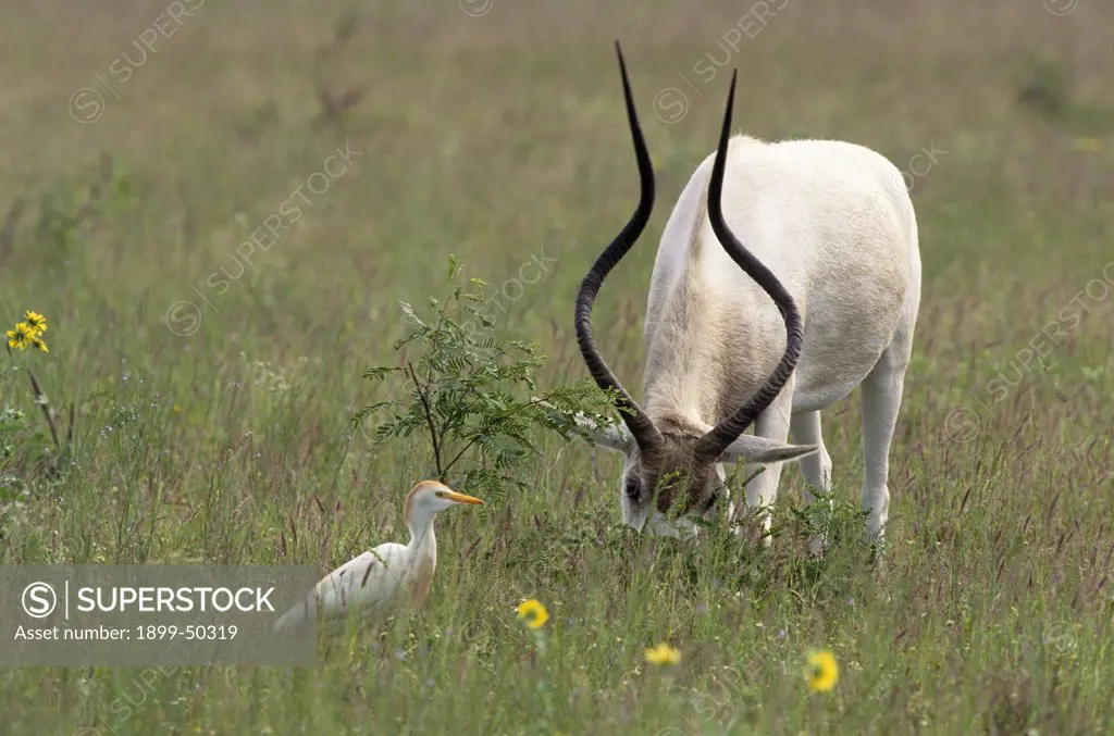 Cattle egret waits for insects flushed from the grass by a grazing addax antelope. Bubulcus ibis, Addax nasomaculatus. The addax is a Critically Endangered desert antelope native to several regions of the Sahara, where it is extremely rare. Private game preserve in the Rio Grande Valley, Ellensburg,Texas, USA.