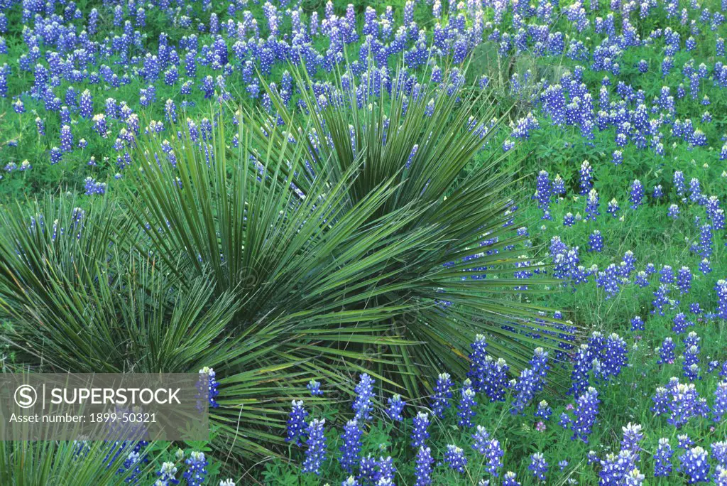 Texas bluebonnets with yuccas. Lupinus texensis. Texas hill country. Inks Lake State Park, central Texas, USA.