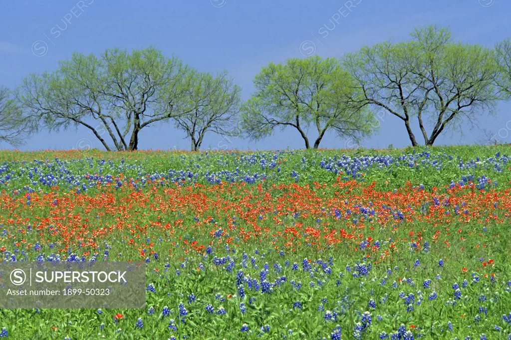 Field of spring wildflowers, Texas bluebonnets and Texas paintbrush, with four mesquite trees in Texas hill country. Bluebonnet: Lupinus texensis. Paintbrush: Castilleja indivisa. Mesquite: Prosopis species. Lyndon B. Johnson State Park, near Fredericksburg, Texas, USA.