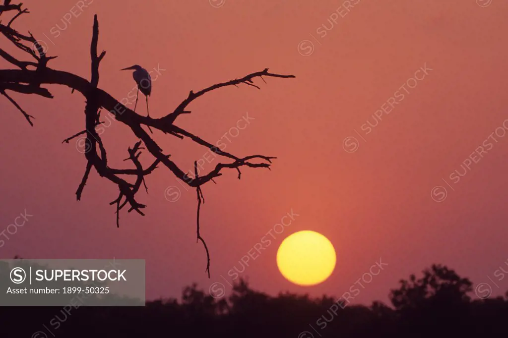Silhouetted heron on dead tree branch at sunset. Ardeidae species. Rio Grande Valley, Ellensburg,Texas, USA.