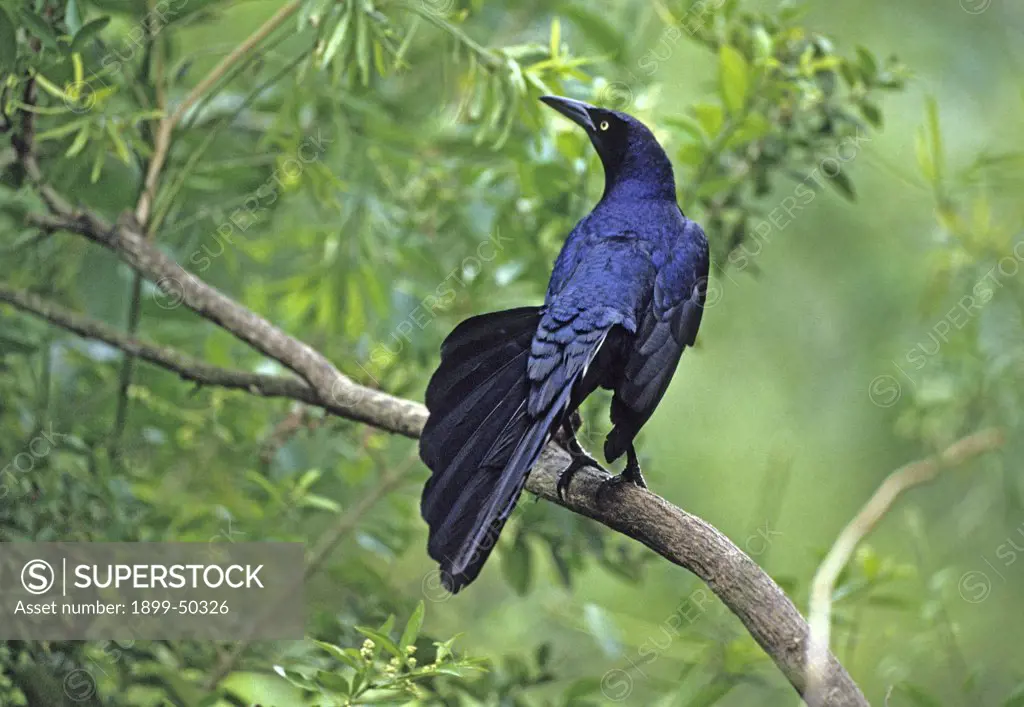 Male boat-tailed grackle, showing his V-shaped tail. Quiscalus major.  Rio Grande Valley, south Texas, USA.