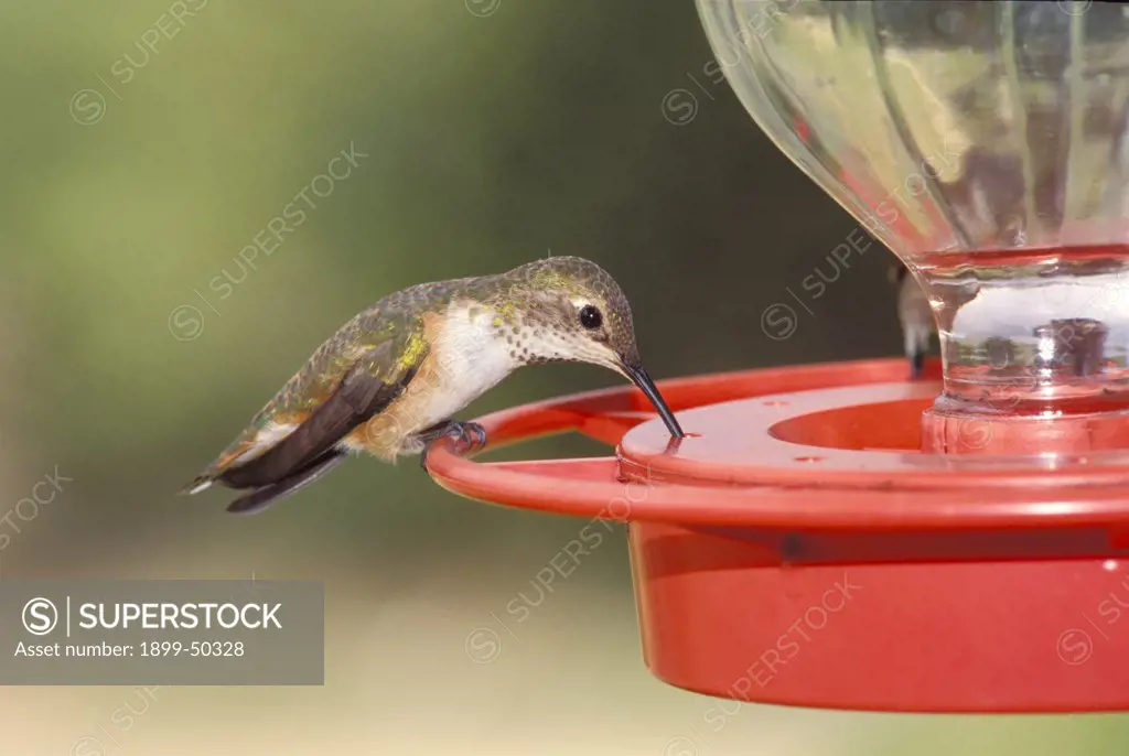 Female black-chinned hummingbird at a hummingbird feeder. Archilochus alexandri. Bandera, Texas, USA.