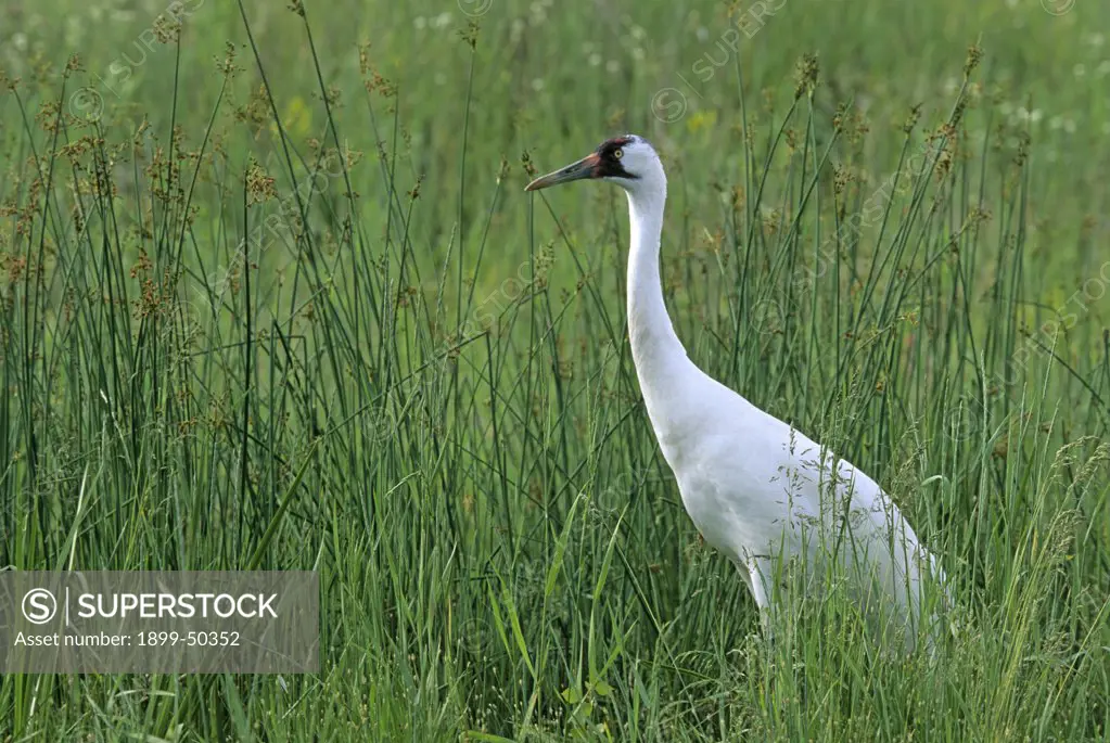 Female whooping crane in a marshy pond margin. Grus americana. International Crane Foundation, Baraboo, Wisconsin, USA. Photographed under controlled conditions