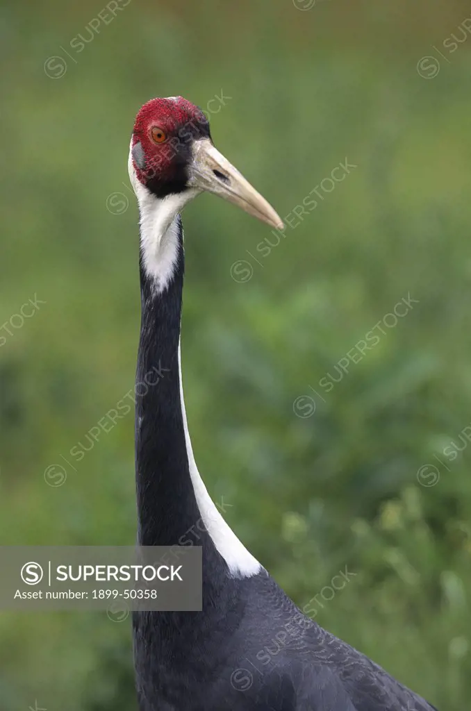 White-naped crane, a species threatened by loss and degradation of wetlands. Grus vipio. A migratory species native to small areas in southeastern Russia, Mongolia, China, Korea, and Japan.  This female, Lolita, is part of a captive-breeding conservation program. International Crane Foundation, Baraboo, Wisconsin, USA. Photographed under controlled conditions