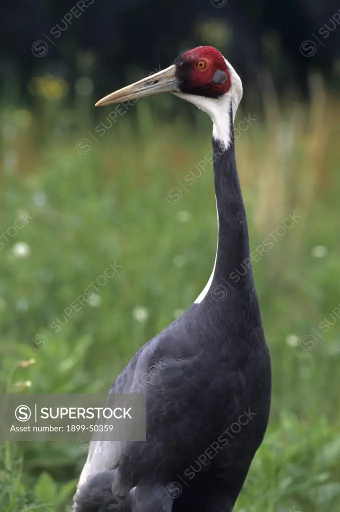 White-naped crane, a species threatened by loss and degradation of wetlands. Grus vipio. A migratory species native to small areas in southeastern Russia, Mongolia, China, Korea, and Japan. This female, Lolita, is part of a captive-breeding conservation program. International Crane Foundation, Baraboo, Wisconsin, USA. Photographed under controlled conditions