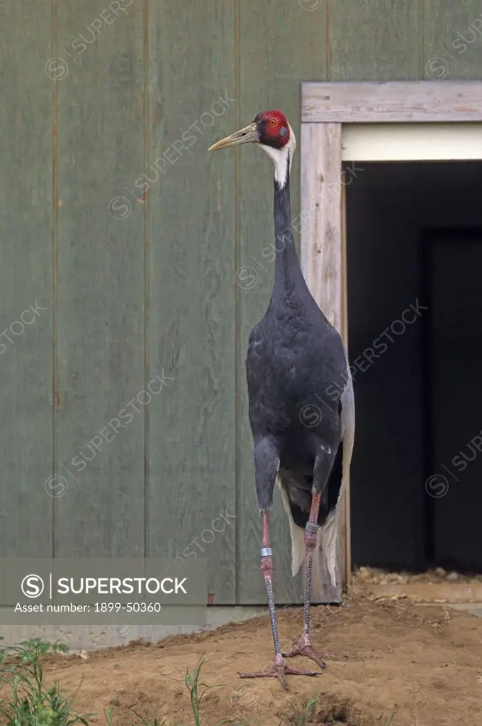 White-naped crane, a species threatened by loss and degradation of wetlands. Grus vipio. A migratory species native to small areas in southeastern Russia, Mongolia, China, Korea, and Japan. This female, Lolita, is part of a captive-breeding conservation program. International Crane Foundation, Baraboo, Wisconsin, USA. Photographed under controlled conditions