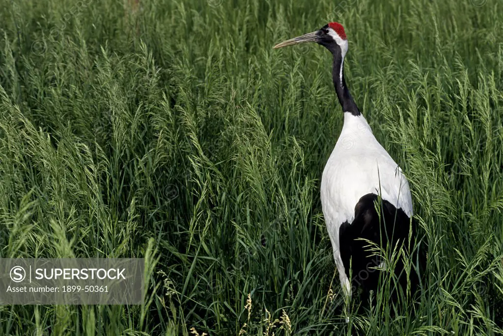 Red-crowned crane, a declining species endangered from degradation and loss of its wetland habitat. Grus japonensis, formerly known as Ardea japonensis. Its small and declining population is native to areas in Russia, Mongolia, China, Korea, and Japan. This female, named Zhalong, is part of a captive-breeding conservation program. International Crane Foundation, Baraboo, Wisconsin, USA. Photographed under controlled conditions