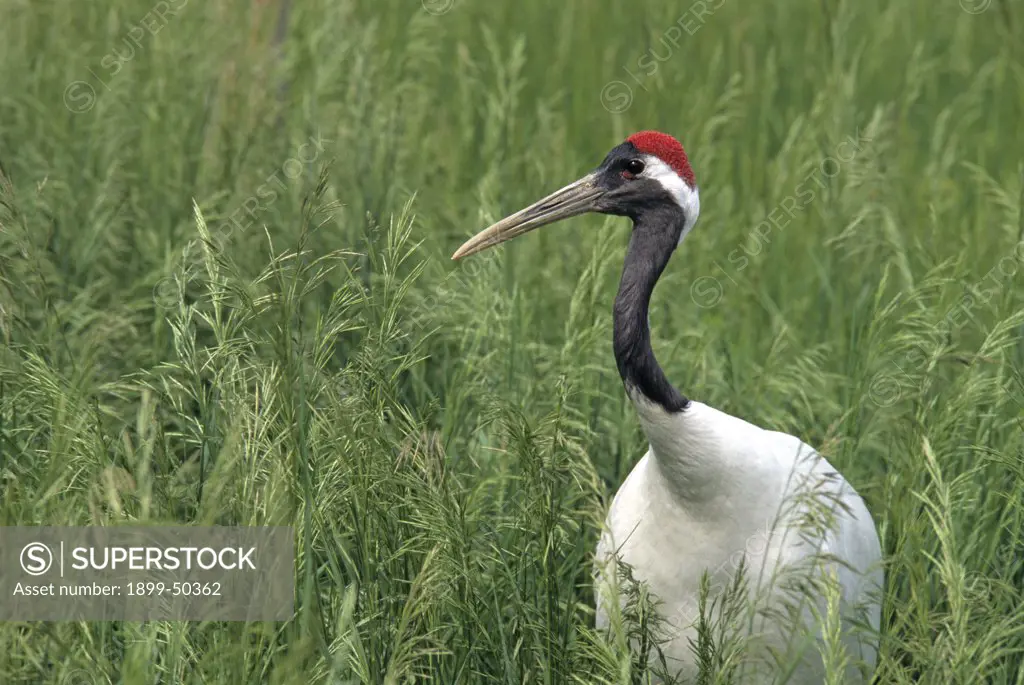 Red-crowned crane, a declining species endangered from degradation and loss of its wetland habitat. Grus japonensis, formerly known as Ardea japonensis. Its small and declining population is native to areas in Russia, Mongolia, China, Korea, and Japan. This female, named Zhalong, is part of a captive-breeding conservation program. International Crane Foundation, Baraboo, Wisconsin, USA. Photographed under controlled conditions