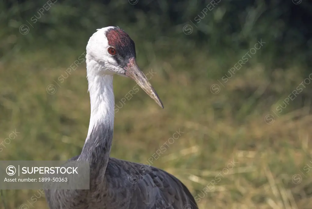Female hooded crane, named Kashe, in a captive-breeding conservation program. Grus monacha. A Threatened species that breeds in northern China and southeastern Russia. Most of the small population over-winters on the Japanese island of Kyushu and in South Korea. International Crane Foundation, Baraboo, Wisconsin, USA. Photographed under controlled conditions