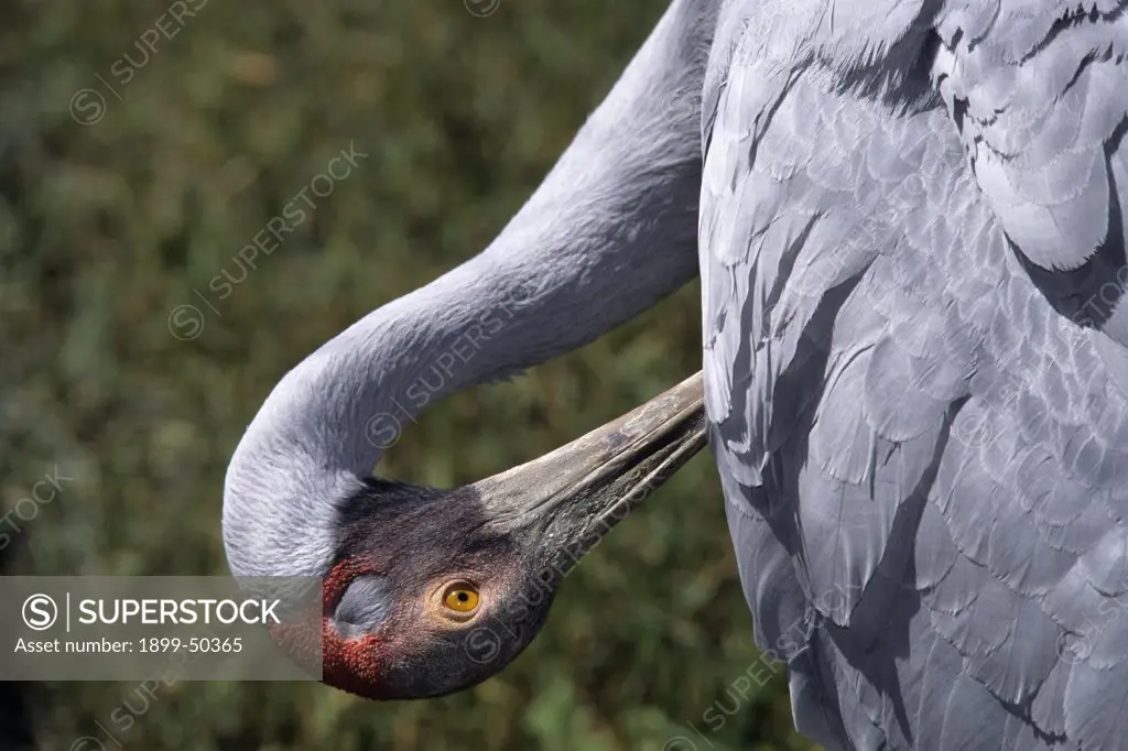 Brolga crane preening. Grus rubicunda, formerly known as Ardea rubicunda and Grus rubicundus. Native to Australia and portions of New Guinea. This male, named Kuru, is in a captive-breeding conservation program. International Crane Foundation, Baraboo, Wisconsin, USA. Photographed under controlled conditions