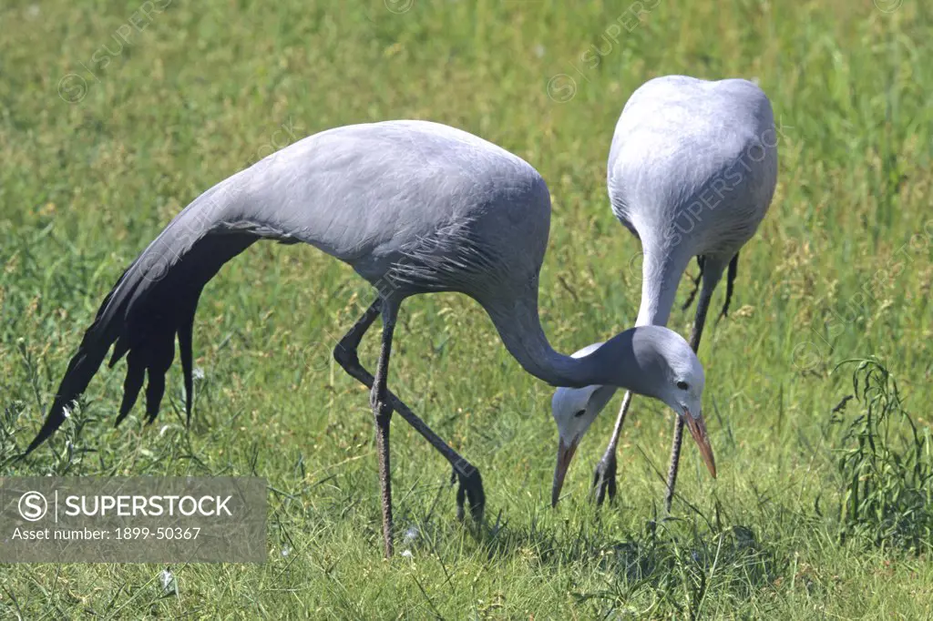 Blue cranes foraging. Anthropoides paradiseus, previously known as Ardea paradisea. This Threatened species is endemic to southern Africa, with population declines stemming from agricultural poisoning and loss of grassland habitat. International Crane Foundation, Baraboo, Wisconsin, USA. Photographed under controlled conditions