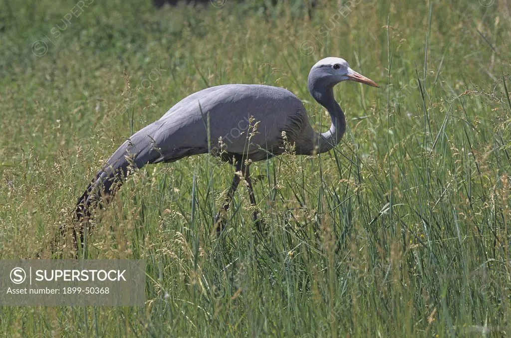 Blue crane. Anthropoides paradiseus, previously known as Ardea paradisea. This Threatened species is endemic to southern Africa, with population declines stemming from agricultural poisoning and loss of grassland habitat. International Crane Foundation, Baraboo, Wisconsin, USA. Photographed under controlled conditions
