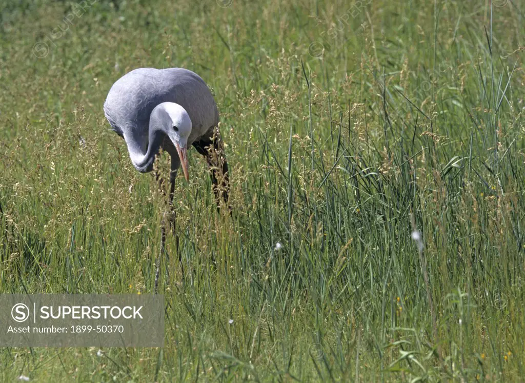 Blue crane foraging. Anthropoides paradiseus, previously known as Ardea paradisea. This Threatened species is endemic to southern Africa, with population declines stemming from agricultural poisoning and loss of grassland habitat. International Crane Foundation, Baraboo, Wisconsin, USA. Photographed under controlled conditions