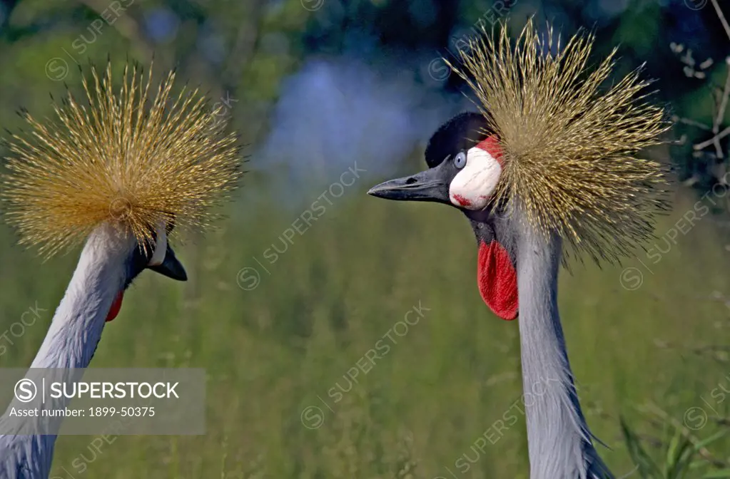 Female African grey crowned cranes. Balearica regulorum gibbericeps. International Crane Foundation, Baraboo, Wisconsin, USA. Photographed under controlled conditions
