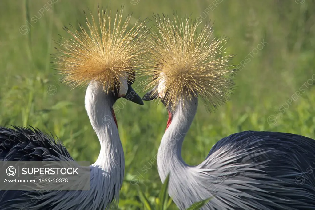 African grey crowned cranes. Balearica regulorum gibbericeps. International Crane Foundation, Baraboo, Wisconsin, USA. Photographed under controlled conditions