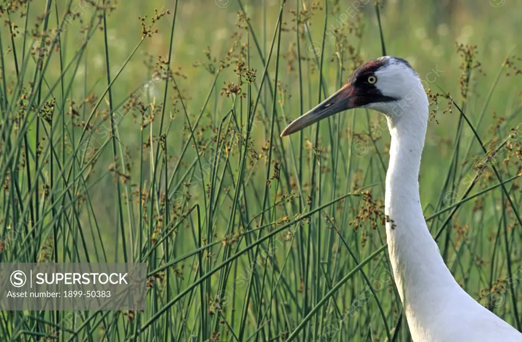 Female whooping crane in a marshy pond margin. Grus americana.  International Crane Foundation, Baraboo, Wisconsin, USA.
