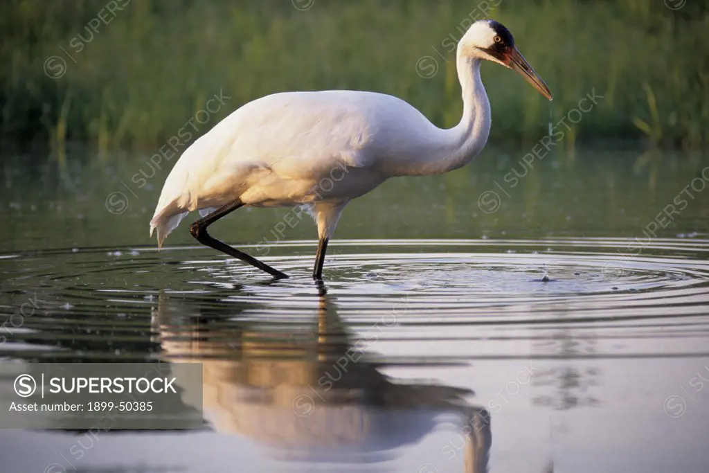 Female whooping crane named Oobleck hunting in a pond at the International Crane Foundation. Grus americana. International Crane Foundation, Baraboo, Wisconsin, USA.