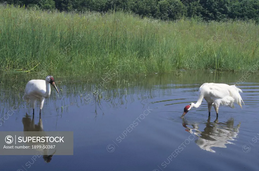 Pair of whooping cranes in an exhibition pond at the International Crane Foundation. Grus americana. International Crane Foundation, Baraboo, Wisconsin, USA.