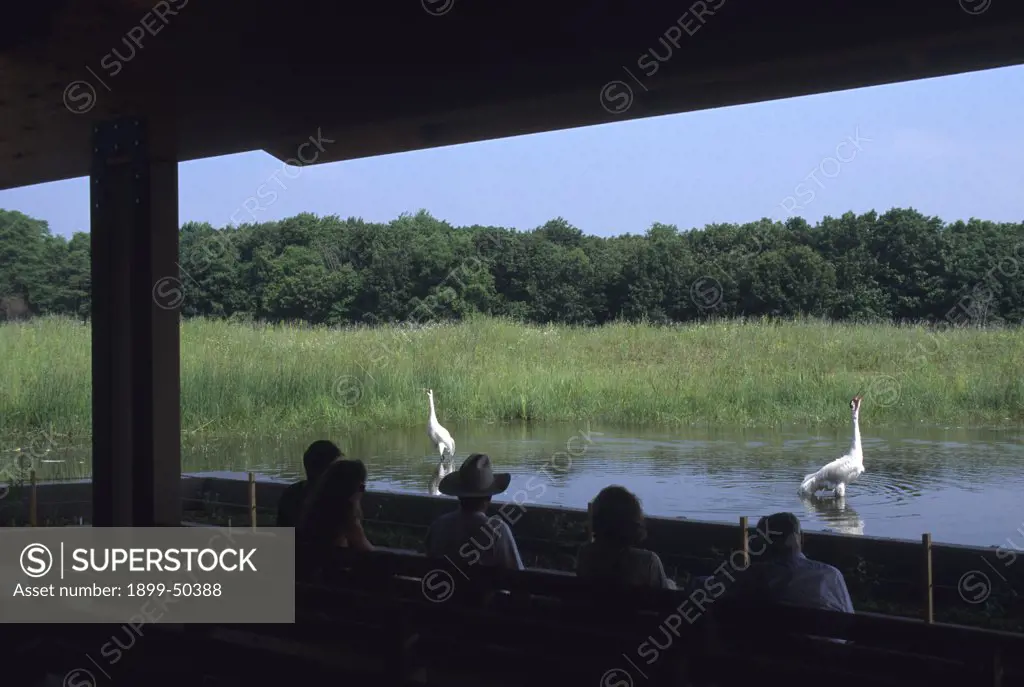 Pair of whooping cranes in an exhibition pond by an outdoor viewing theater at the International Crane Foundation. Grus americana. International Crane Foundation, Baraboo, Wisconsin, USA.