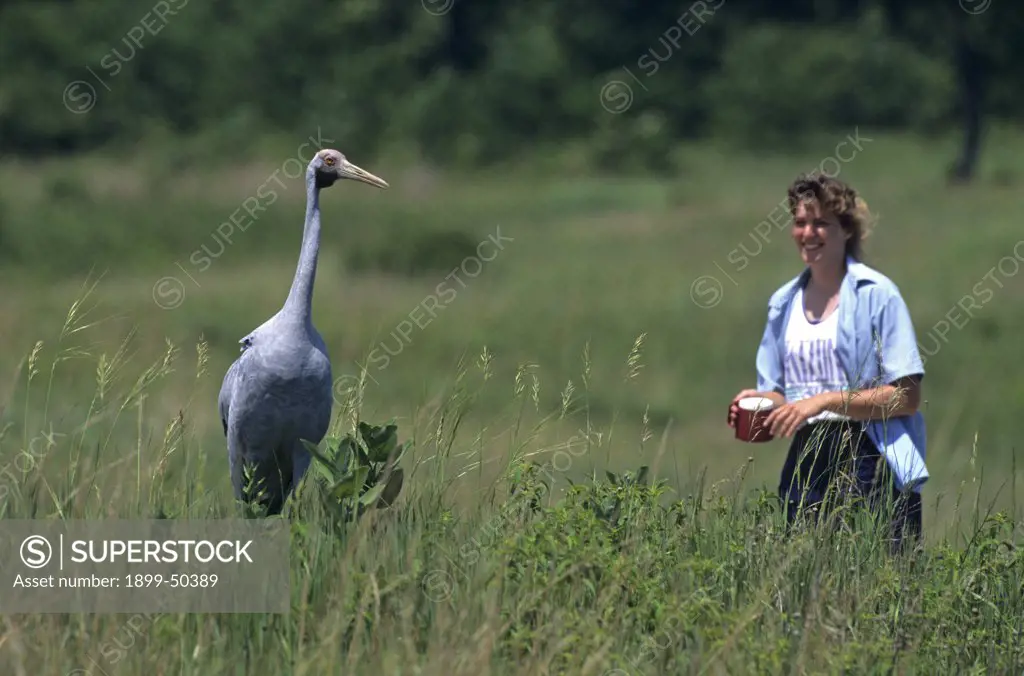 Young brolga crane with trainer at the International Crane Foundation. Grus rubicunda, formerly known as Ardea rubicunda and Grus rubicundus. Native to Australia and portions of New Guinea. International Crane Foundation, Baraboo, Wisconsin, USA, June 1995.