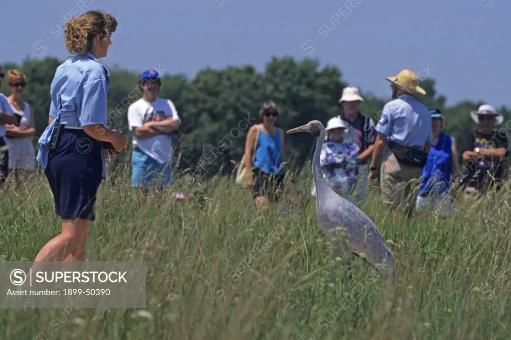 Bird enthusiasts get a lesson in conservation and crane biology with a young brolga crane in their midst at the International Crane Foundation. Grus rubicunda, formerly known as Ardea rubicunda and Grus rubicundus.  International Crane Foundation, Baraboo, Wisconsin, USA.