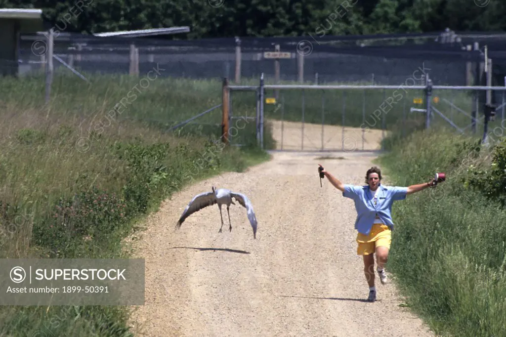 Kelly teaches young brolga crane Razz-a-ma-tazz how to fly. Grus rubicunda, formerly known as Ardea rubicunda and Grus rubicundus. Native to Australia and portions of New Guinea. International Crane Foundation, Baraboo, Wisconsin, USA, June 1995.