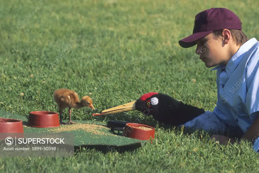 Volunteer Aaron Blacker using a hand puppet to train a hatched-in-captivity black-necked crane chick to hunt for food in the chick exercise yard at the International Crane Foundation. Grus nigricollis. International Crane Foundation, Baraboo, Wisconsin, USA, June 1995. Photographed under controlled conditions