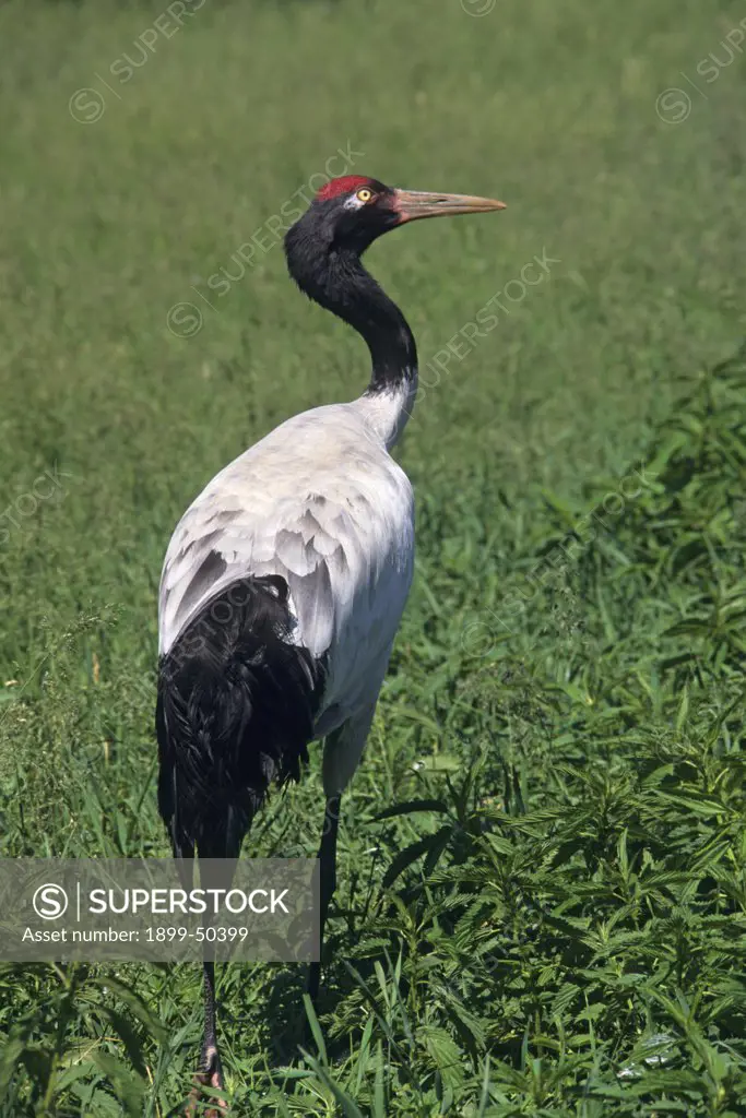 Black-necked crane, also known as the Tibetan crane, is the world's only alpine crane and is listed as a vulnerable species. Grus nigricollis. Loss and degradation of wintering habitat threaten the future of this species. International Crane Foundation, Baraboo, Wisconsin, USA. Photographed under controlled conditions