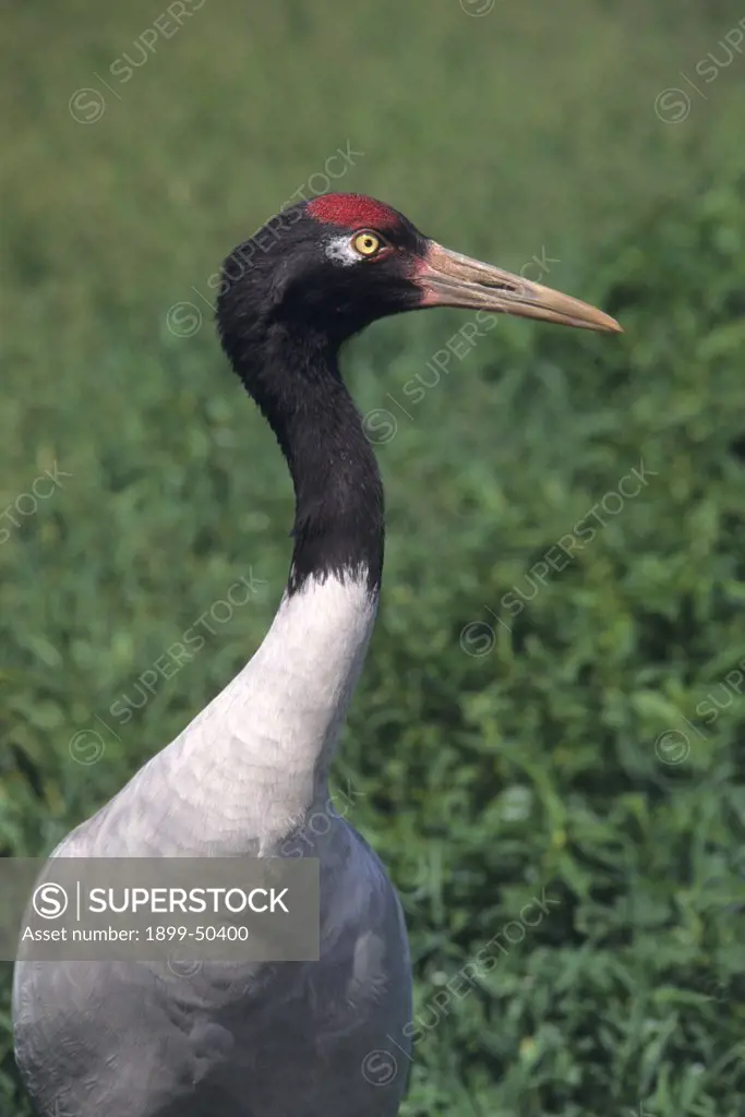 Black-necked crane, also known as the Tibetan crane, is the world's only alpine crane and is listed as a vulnerable species. Grus nigricollis. Loss and degradation of wintering habitat threaten the future of this species. International Crane Foundation, Baraboo, Wisconsin, USA. Photographed under controlled conditions