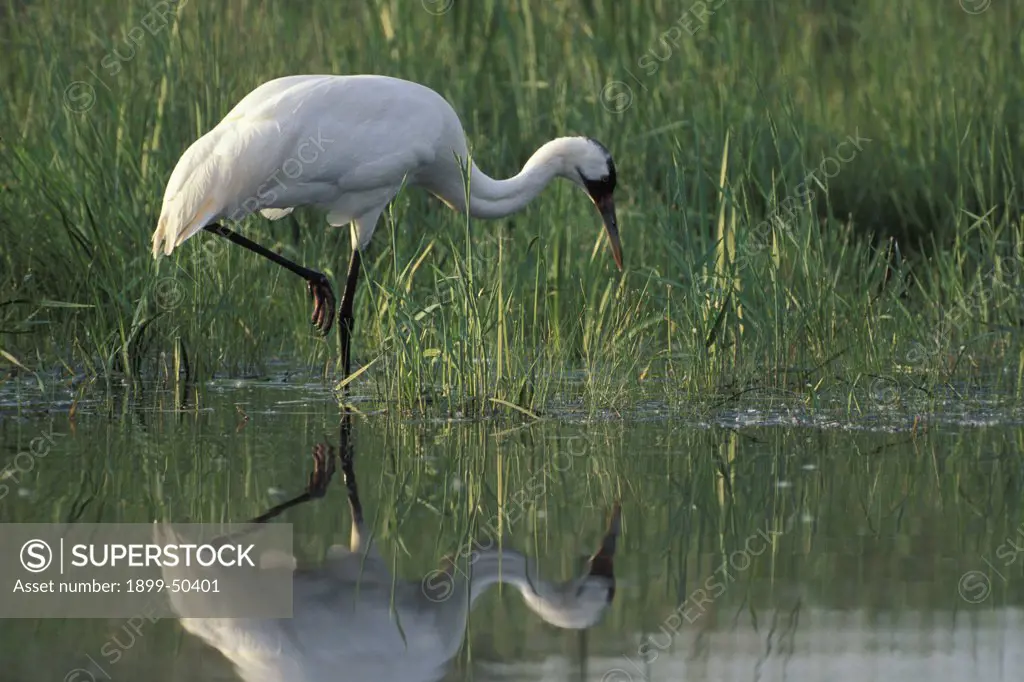 Whooping crane hunting along edge of a pond. Grus americana. International Crane Foundation, Baraboo, Wisconsin, USA. Photographed under controlled conditions