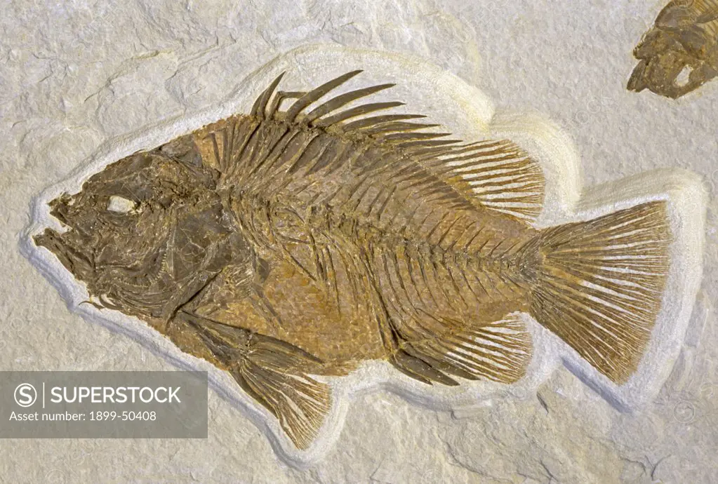 Fossilized 8.5-inch perch-like fish that lived in a prehistoric subtropical, freshwater lake. Priscacara serrata. Found in sedimentary limestone of the Green River Formation, Eocene Epoch. Private fossil quarry, Wyoming.    (Specimen courtesy of Rick Hebdon, Warfield Fossils, Wyoming).