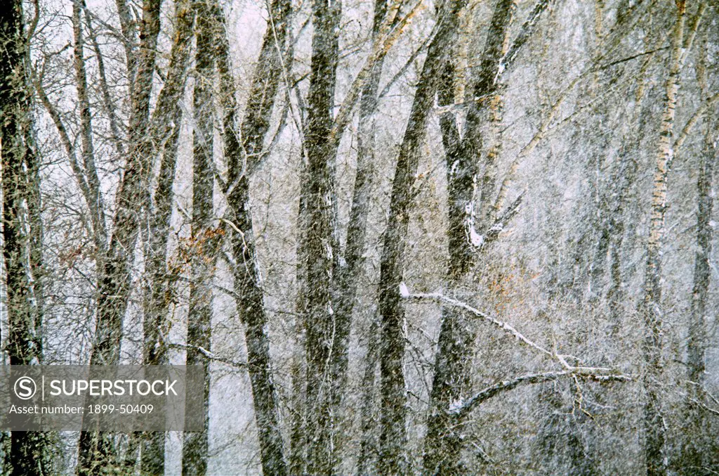 Snowfall in grove of cottonwood trees. Populus species.  Thayne, Wyoming, USA.