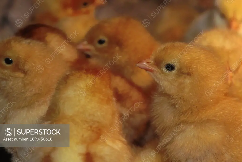 Group Of Chicks
