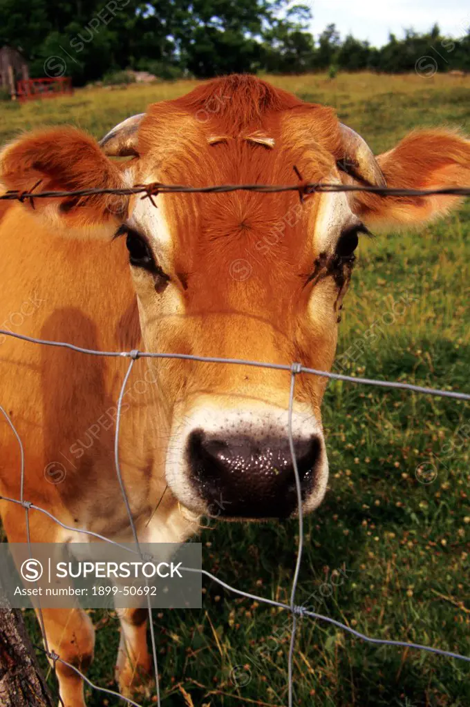 Virginia, Rockbridge County. Close-Up Of Cow