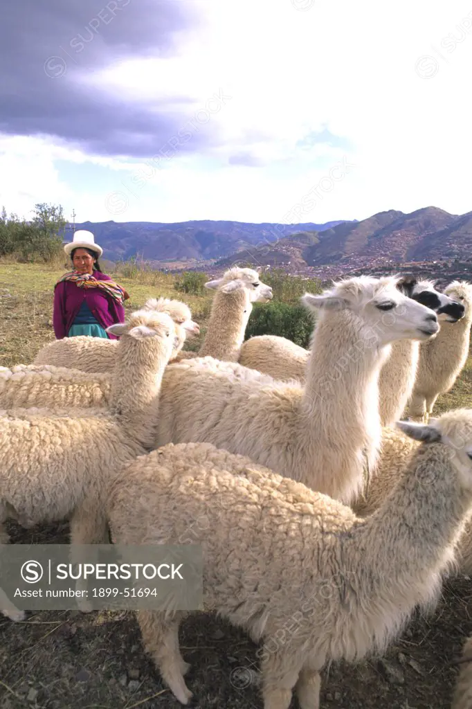 Peru, Cuzco. Inca Woman With Llamas