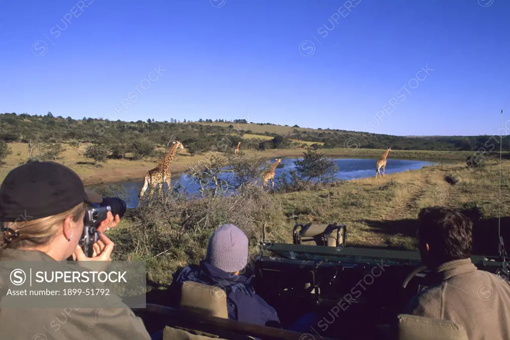 South Africa. Kruger National Park. Tourists Photographing Giraffes