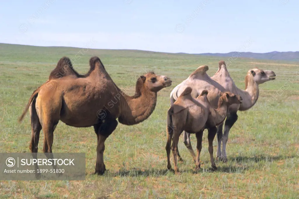 Mongolia, West Of Ulaan Baatar. Wild Bactrian Camels