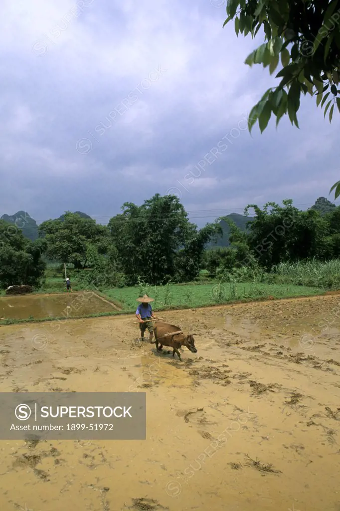 China, Guilin. Farmer With Oxen In Rice Fields