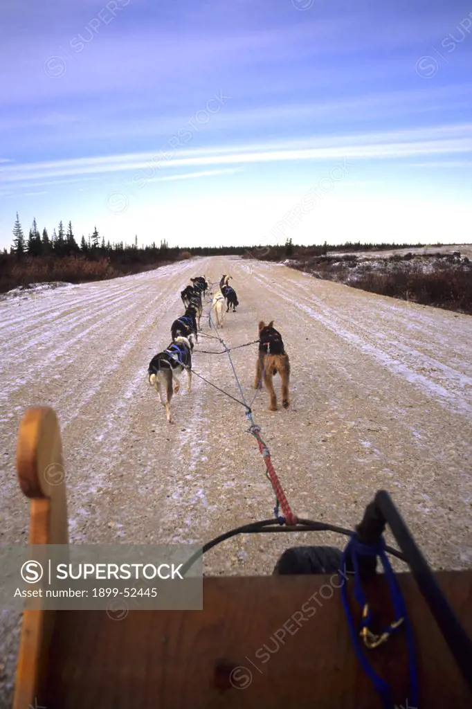 Famous Dog Sledding Team Tundra Near Churchill Northern Studies Centre Churchill Manitoba Canada