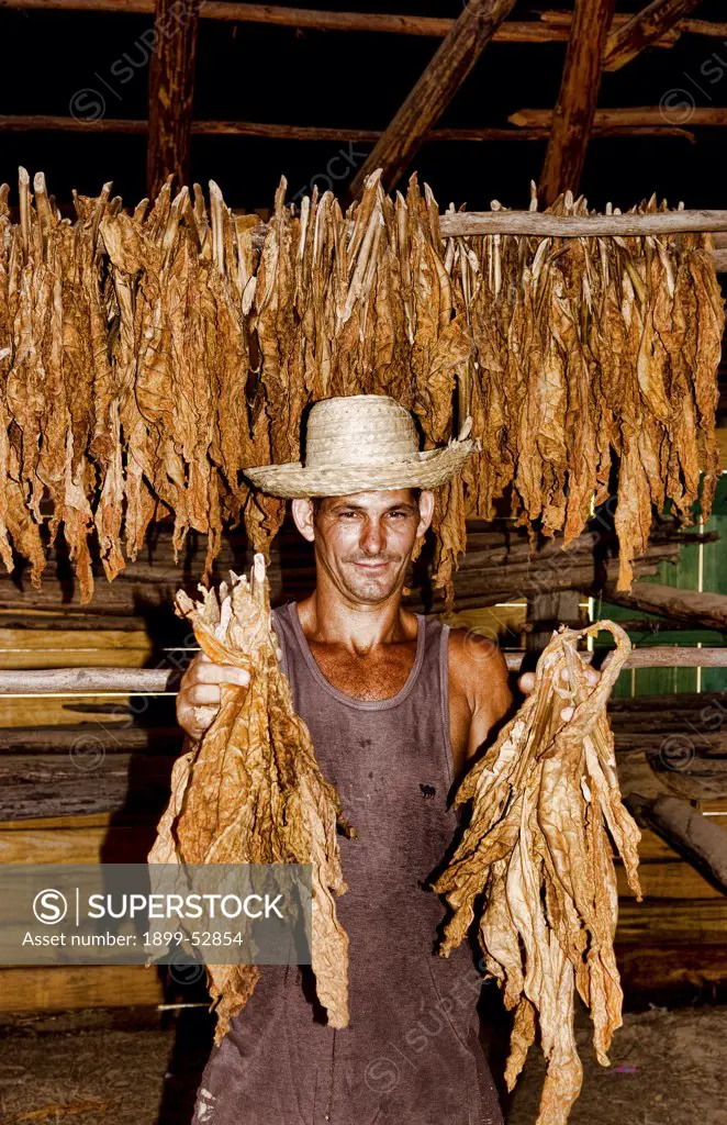 Farmer Near Barn To Dry Tobacco In Tobacco Fields In Sierra Del Rosario, Cuba