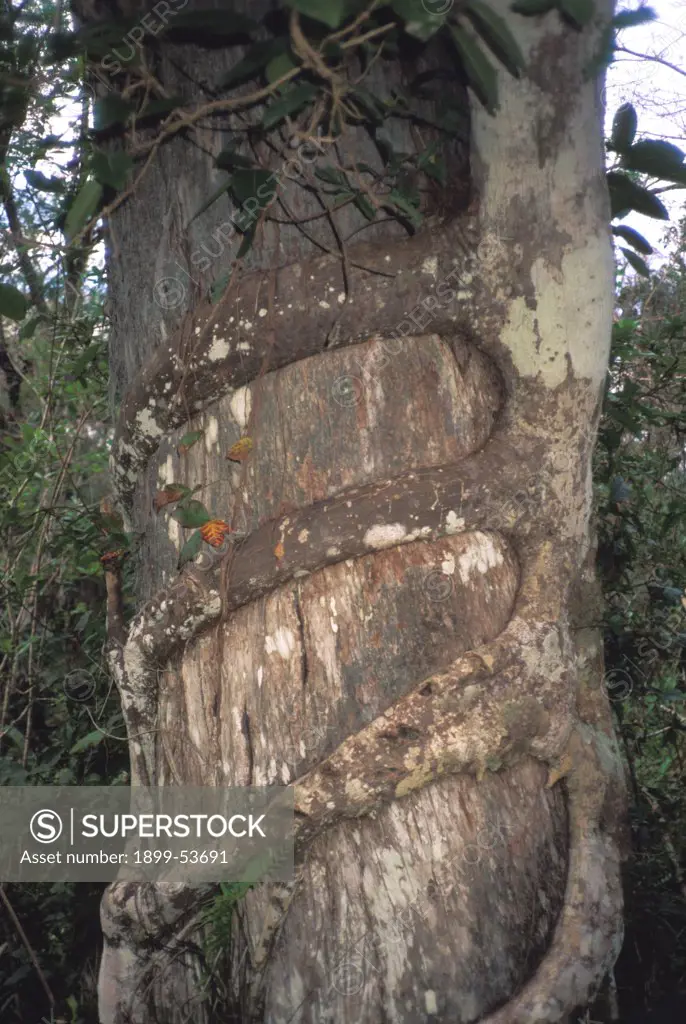 Florida, Fakahatchee Strand State Preserve. Strangler Fig On Cypress Tree.
